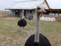 Посетите нашу страусиную ферму!